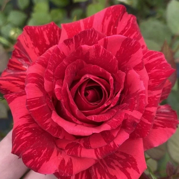 红色直觉月季花大苗盆栽条纹开大花玫瑰四季阳台庭院花卉直立性好