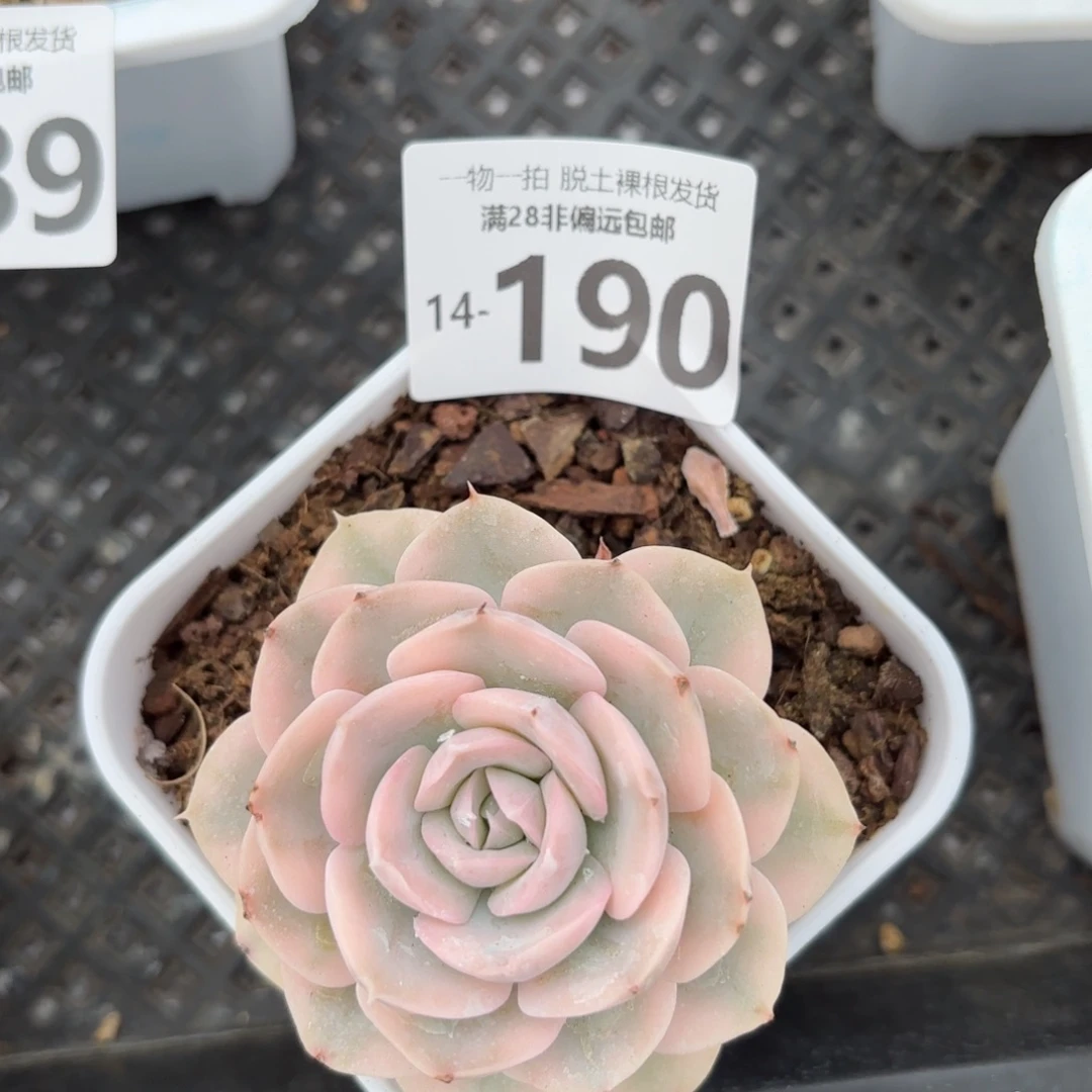 鲁氏锦多肉多肉多肉