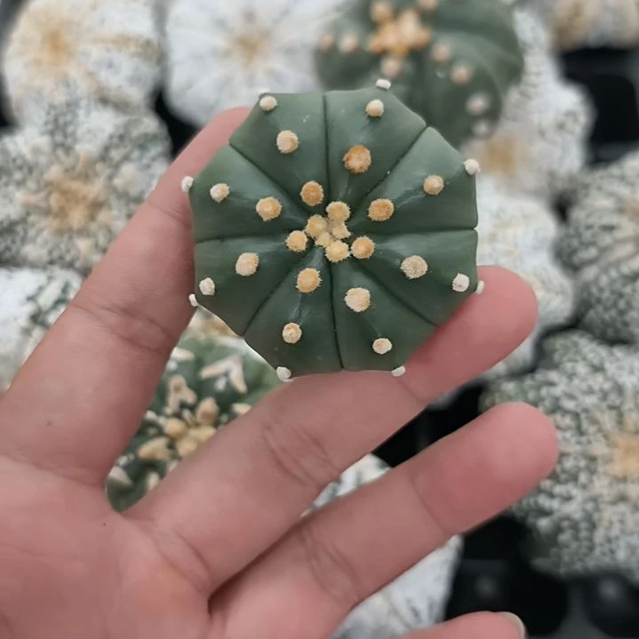 家***枝红红火火恍恍惚惚
