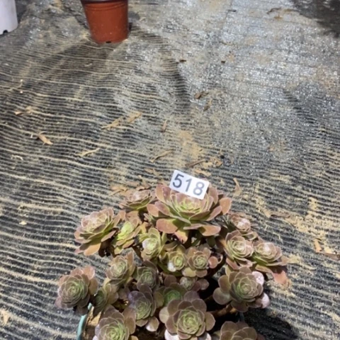 518，荷兰玫瑰多肉法师