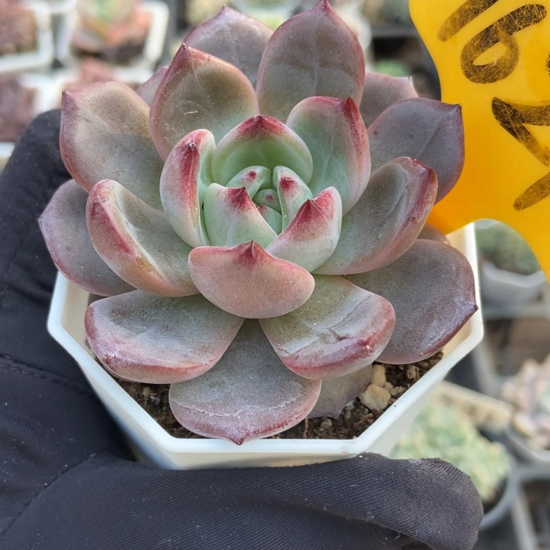 1621夜魔侠多肉植物