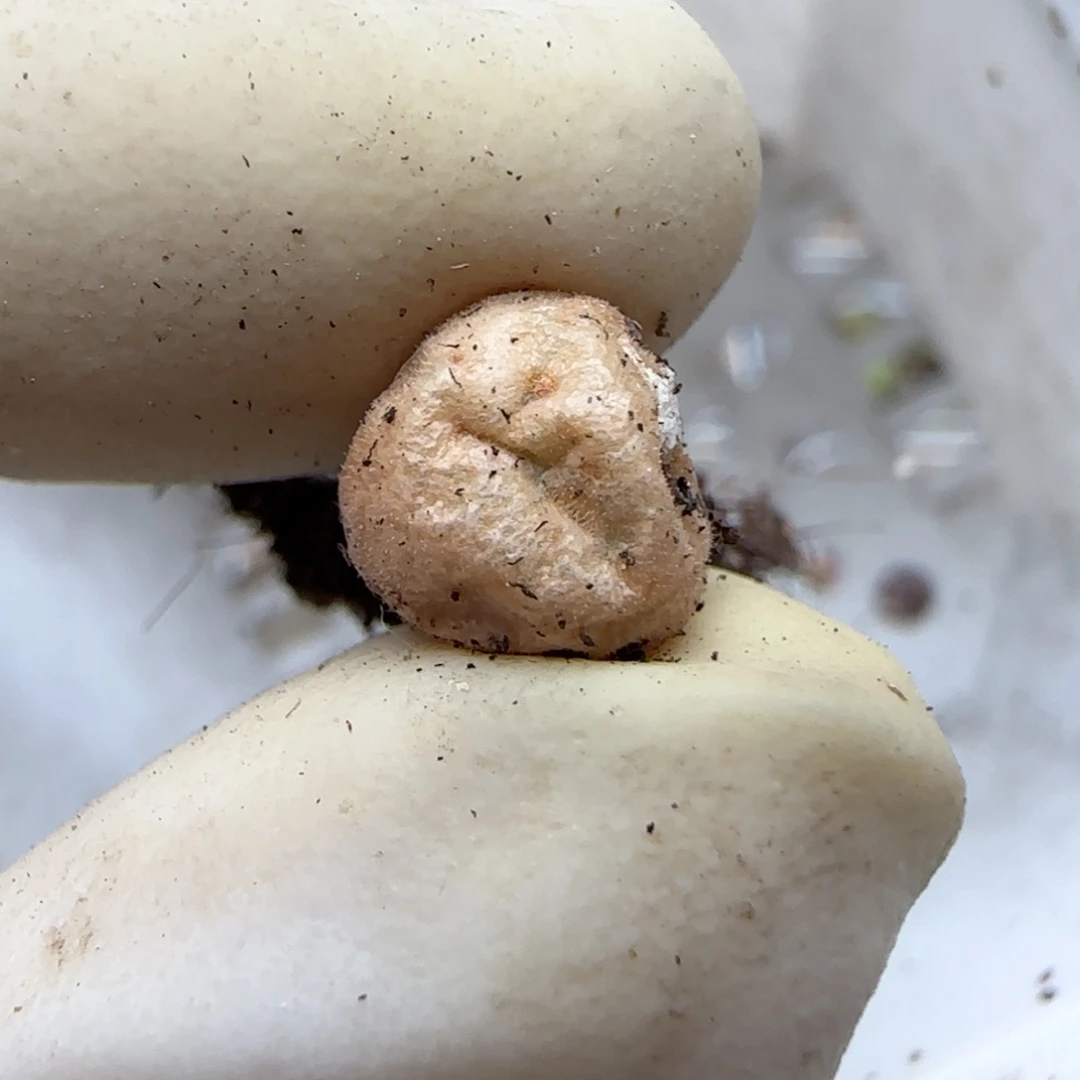 713猕猴福利福利