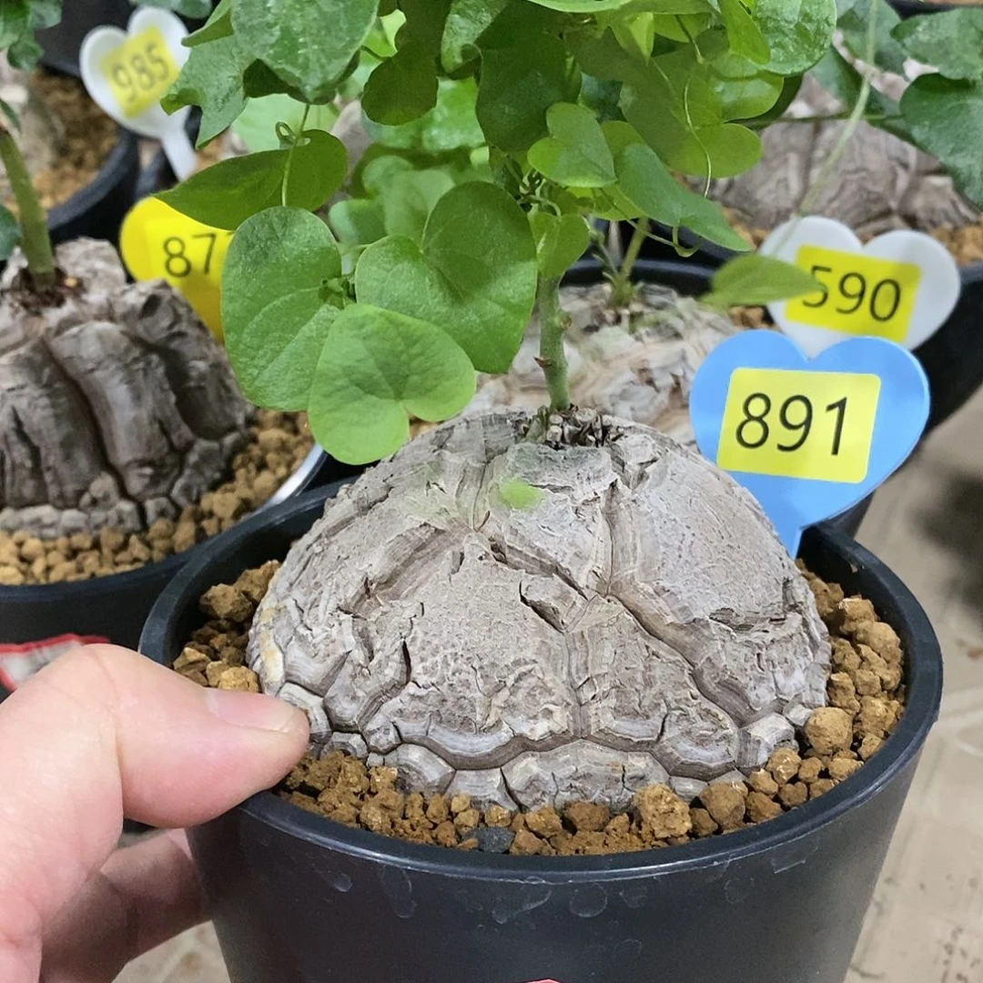 南非龟甲龙龟甲龙