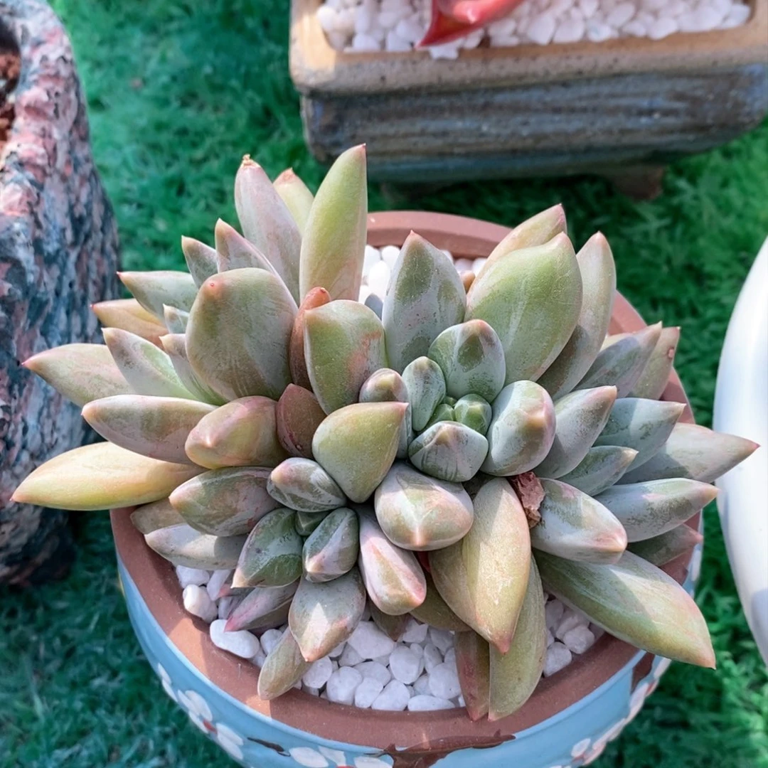 重楼多肉植物盆栽