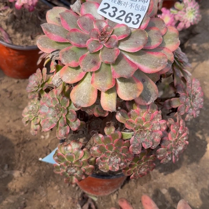 23263红金刚杆歪多肉