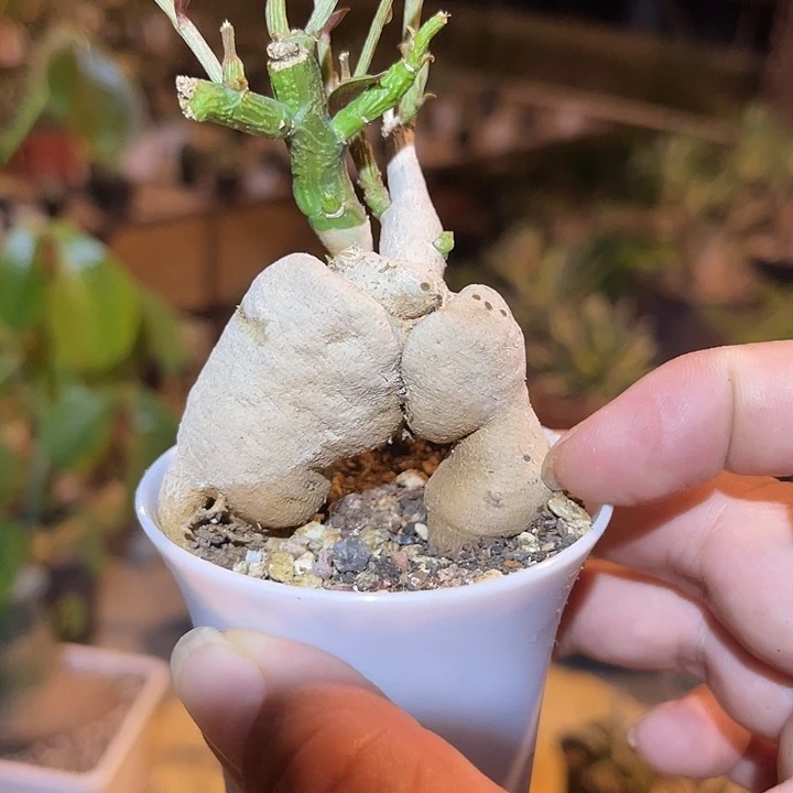 无花朵人参大戟块根