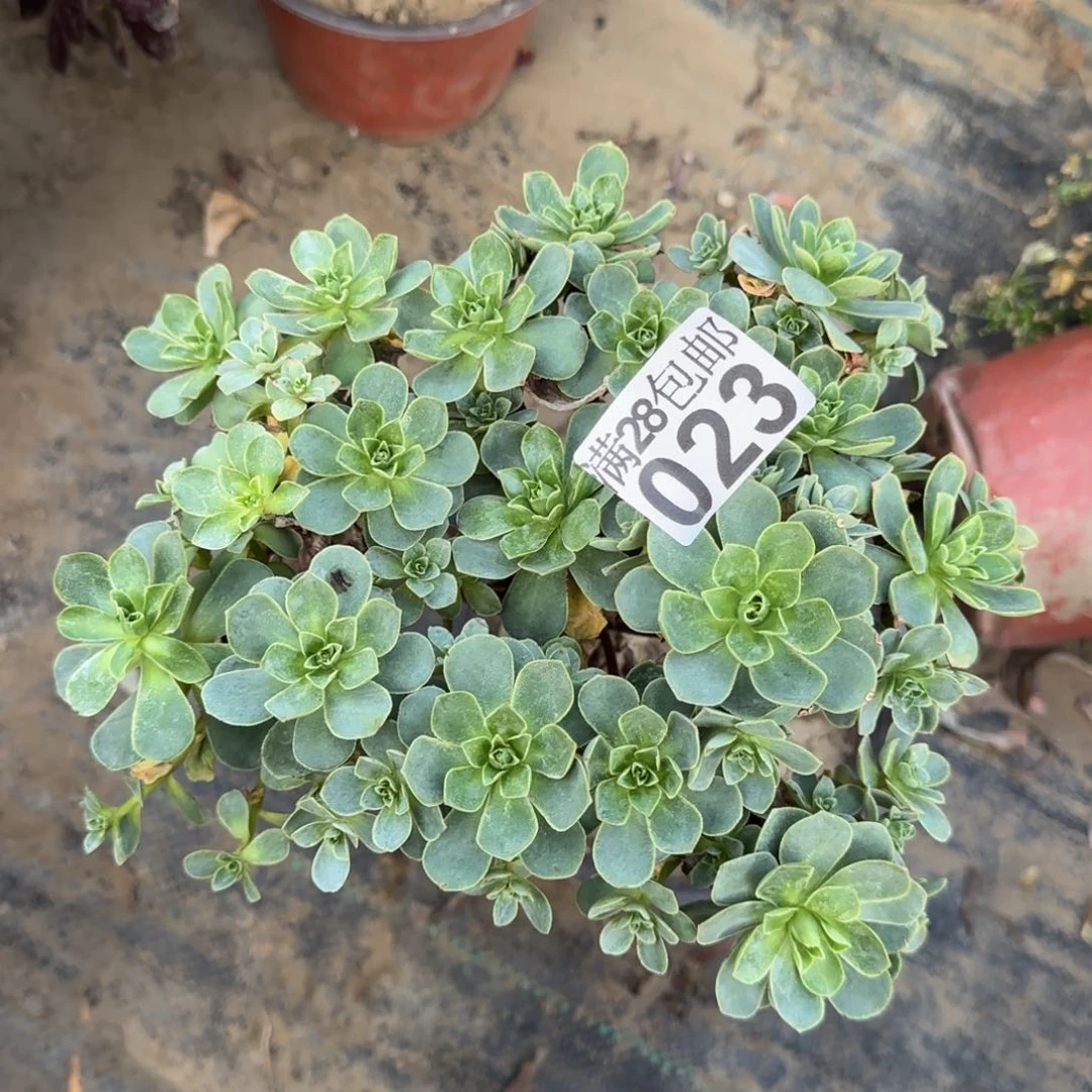 树玫瑰多肉023满28包邮断枝不包瑕疵