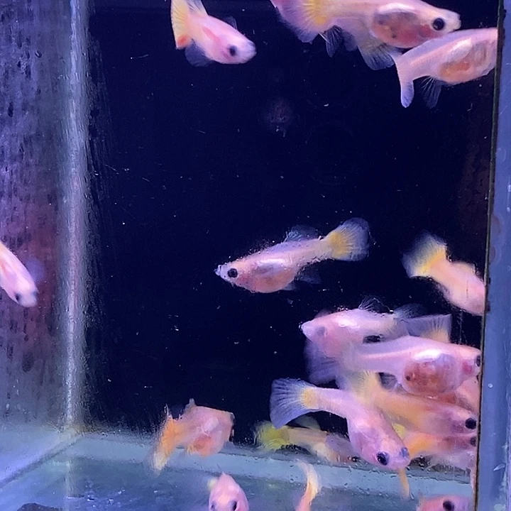 孔雀鱼玻璃猫20条包邮