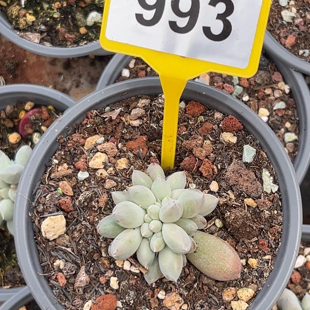 多肉植物海豚体哥特缀993