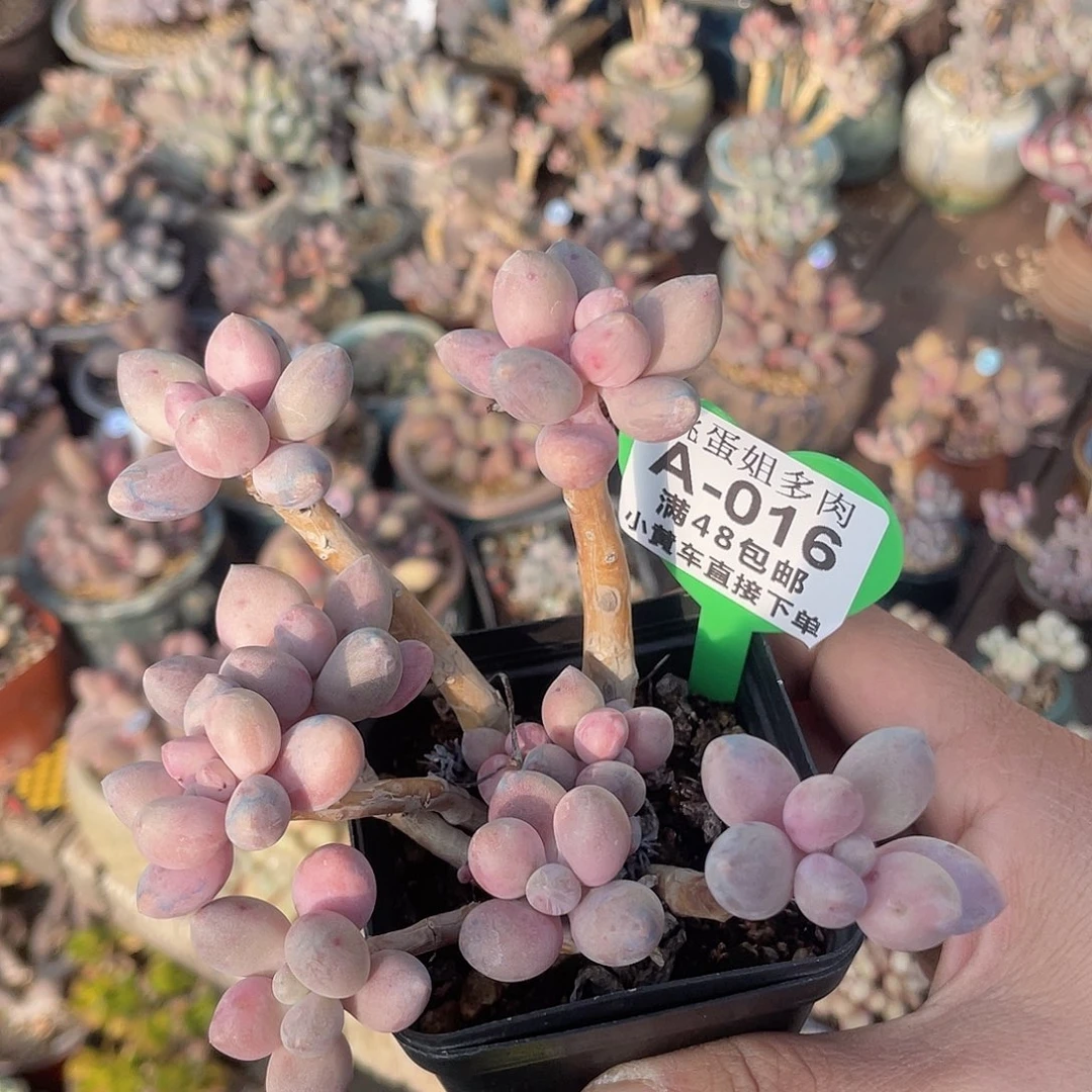 奶尖 脱土发货 7口盆