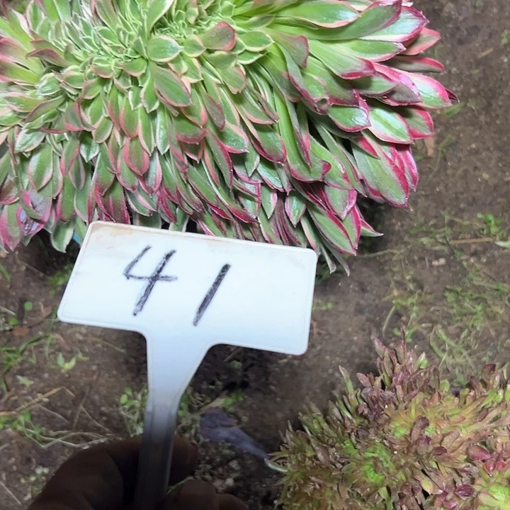 我****！多肉植物女神缀花
