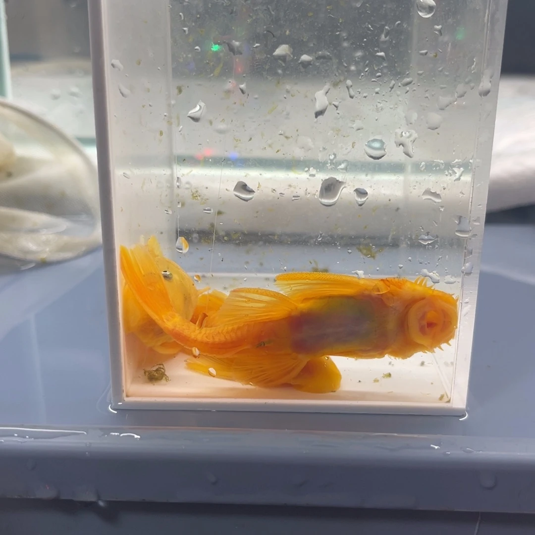 孔雀鱼大胡子2母一公开箱视频报损