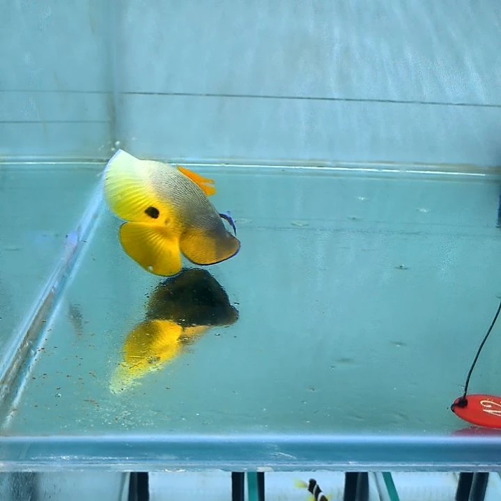 蓝面16+/99-42海水