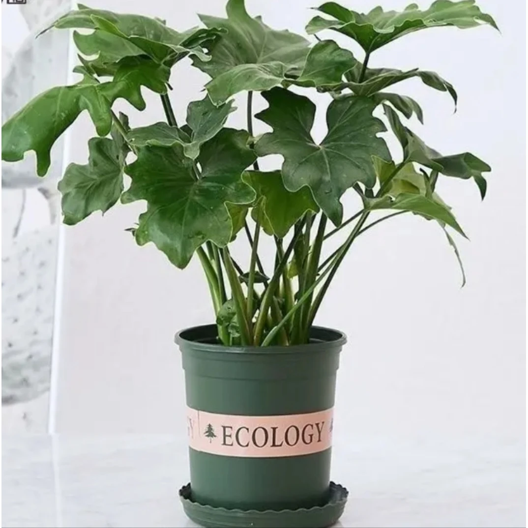 【春羽50厘米左右】盆栽绿植室内客厅办公室净化空气美观花卉绿植
