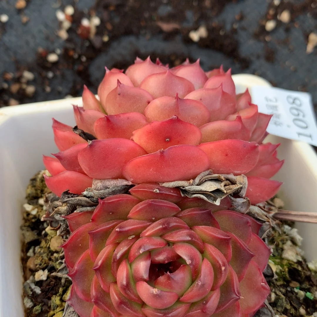 1098杂交精品基地10厘米