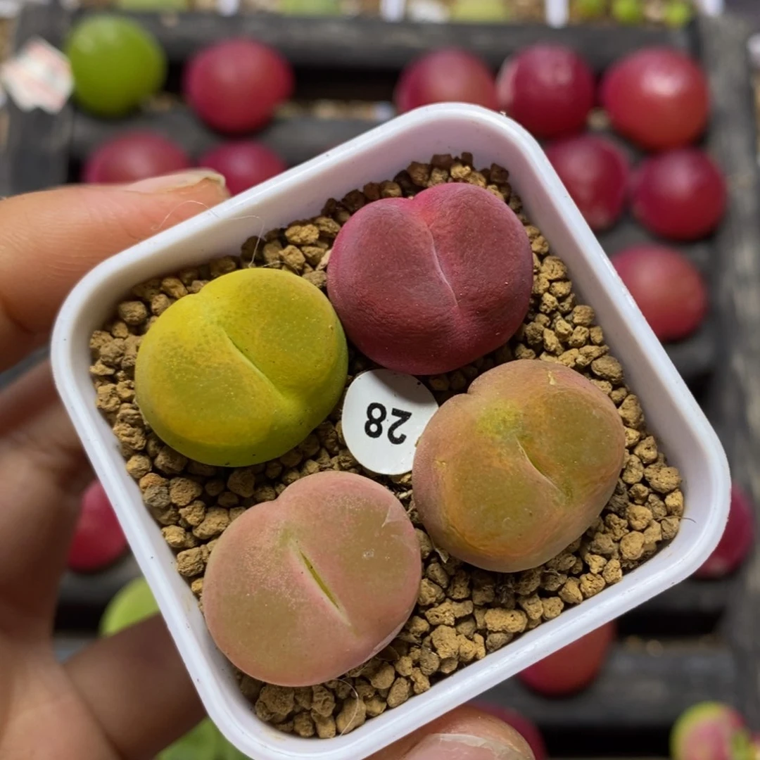 1.9-2cm多肉植物28