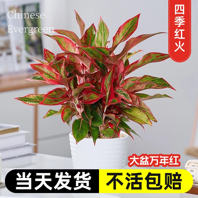 万年红盆栽大盆家里门口室内办公室电视柜旁边绿植好养活四季植物