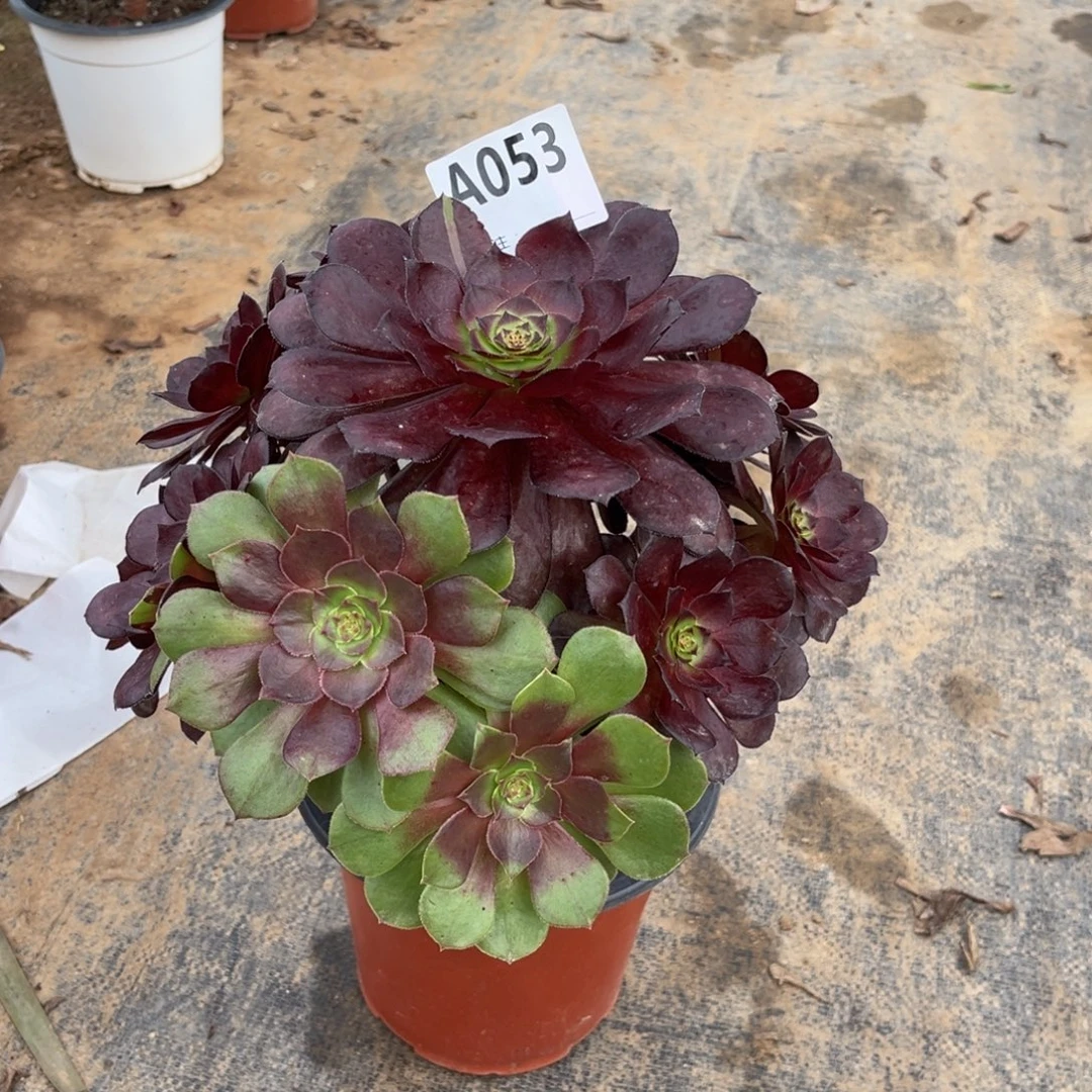 多肉植物花花公子053多肉