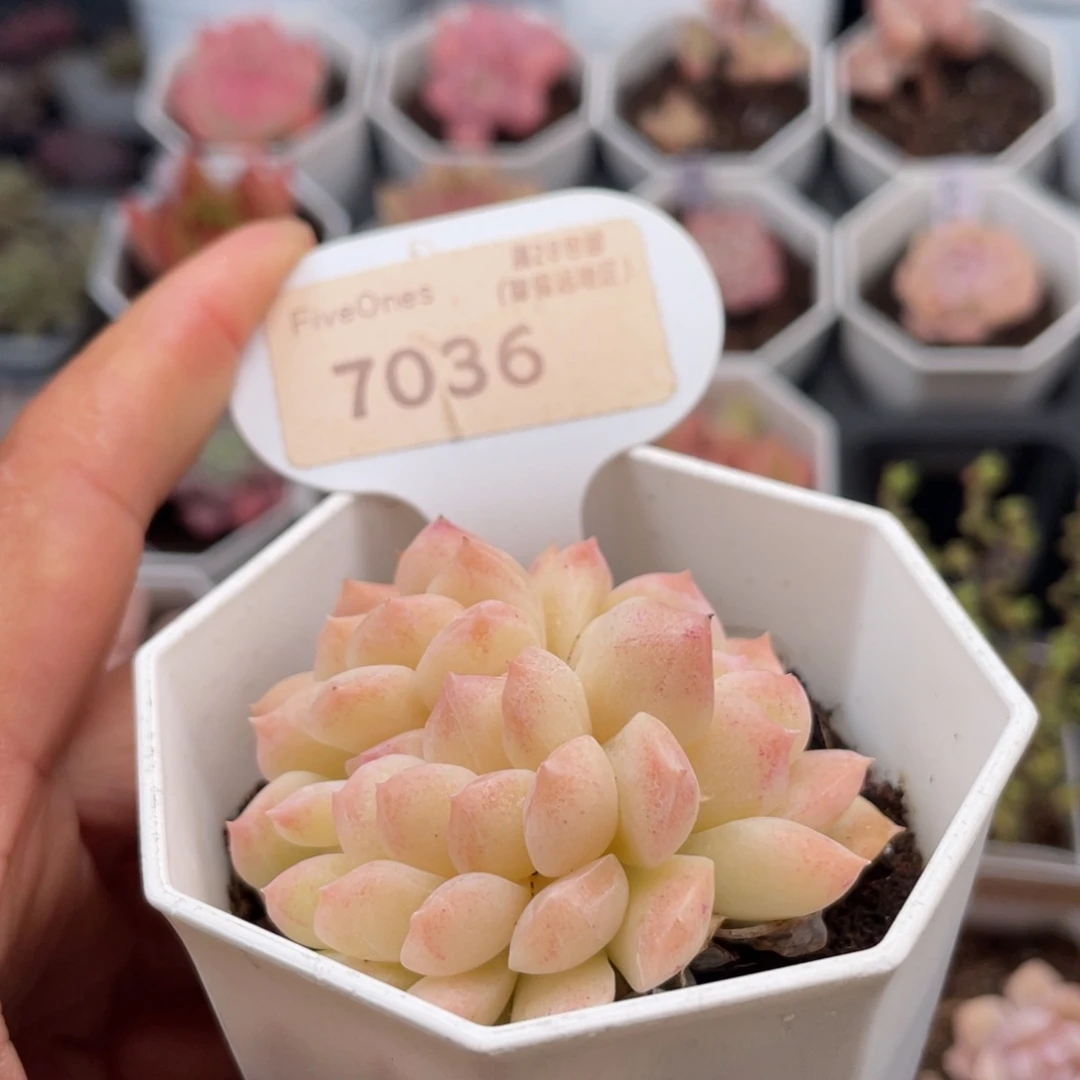 桃熏女王缀7036-5.0厘米