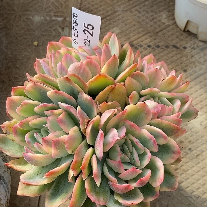 小七夕多肉绮罗锦25