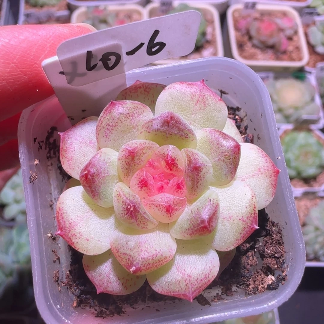 10-6福利甜心相柳单头