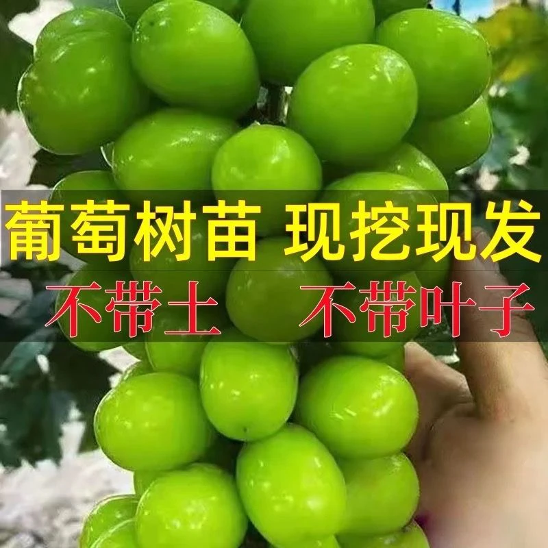 阳光玫瑰葡萄树2-3年可盆栽可地栽