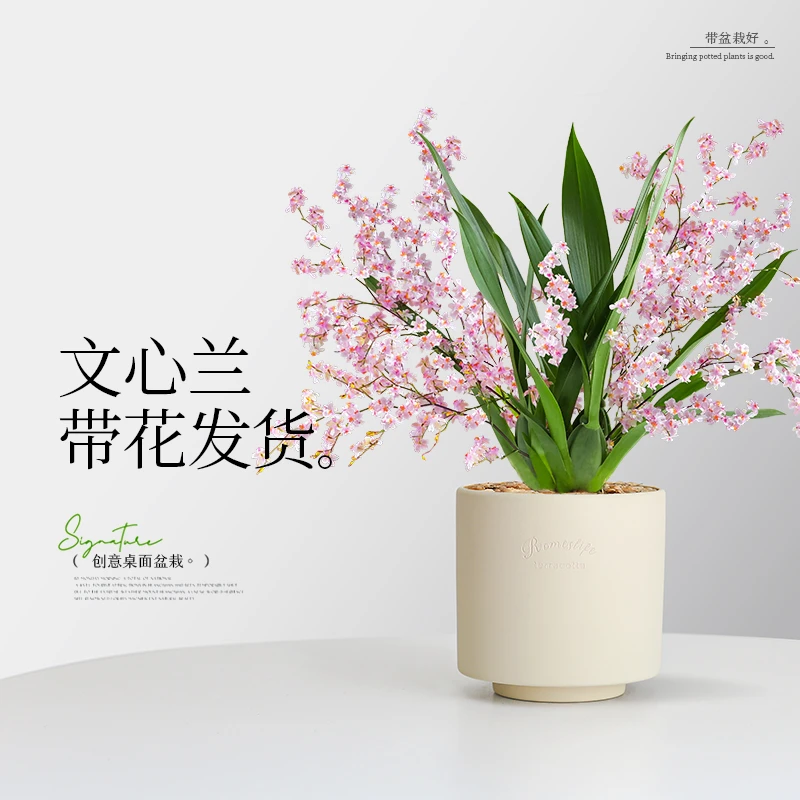 梦香兰文心兰兰花带花苞室内好养浓香花卉植物盆栽适合客厅桌面