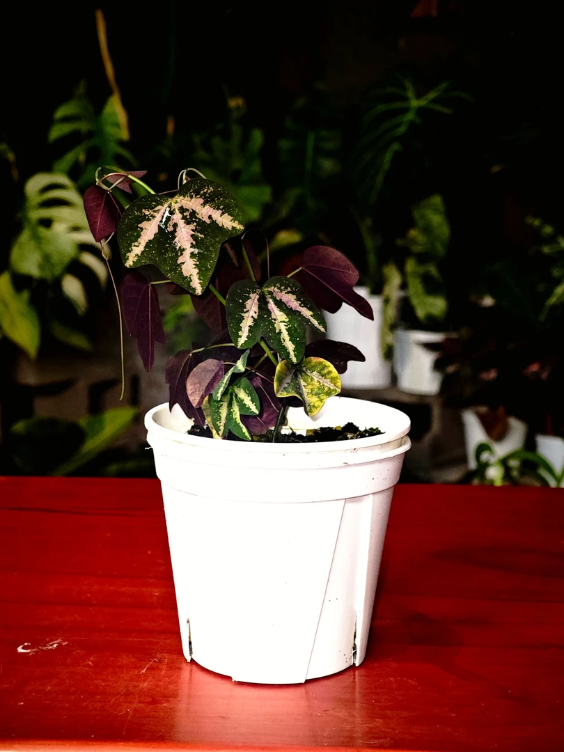 【植度 | 鸭掌西番莲】垂钓好养 高颜值小清新