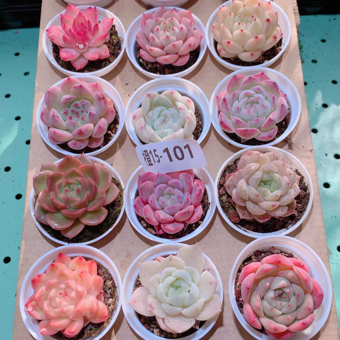 15-101一物一拍多肉带盆18 颗