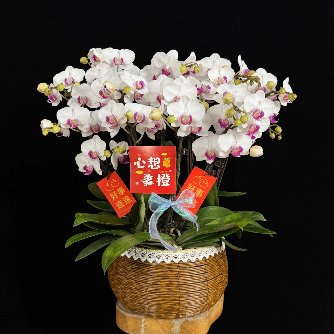 【一见钟情】白花红心桌面款花花 蝴蝶兰 耐开耐摆 室内花卉