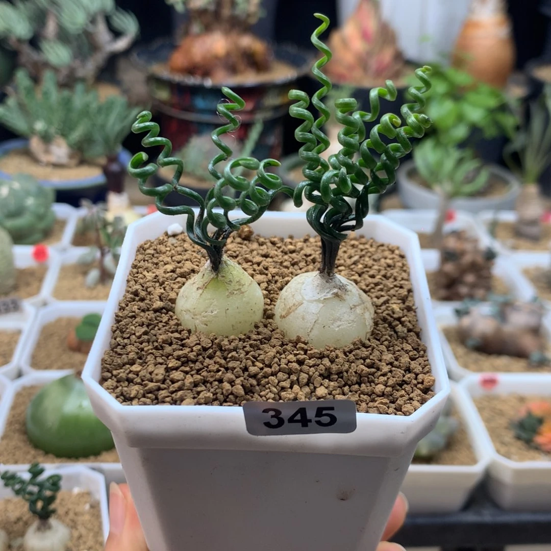 钢丝弹簧草带盆2颗345