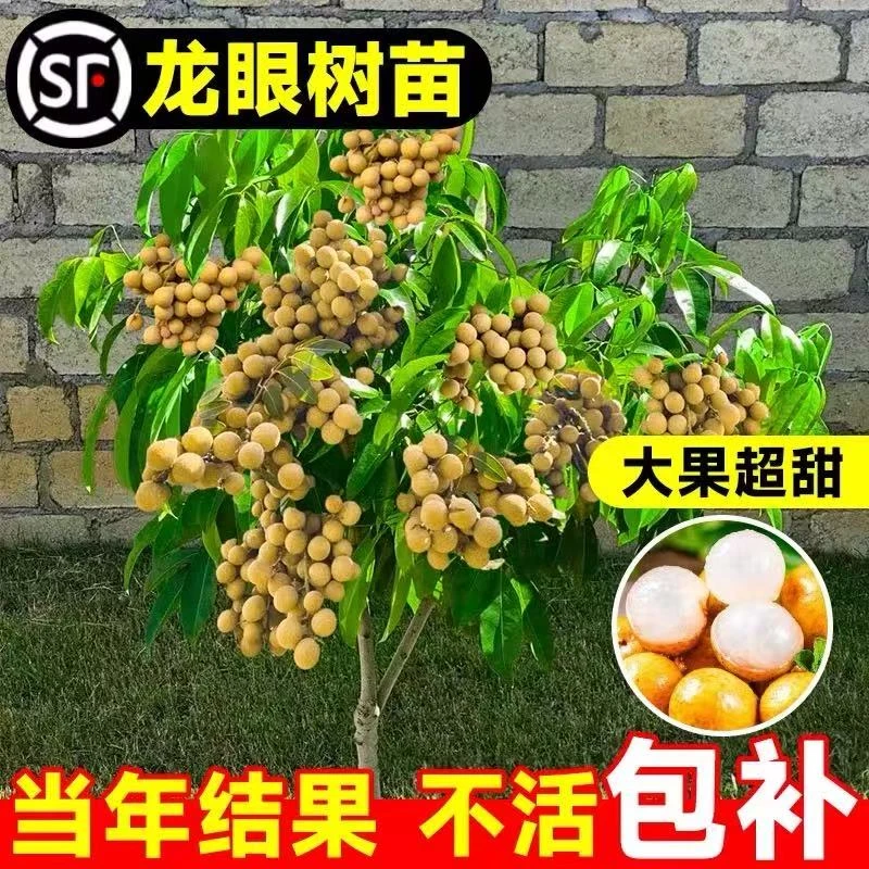 龙眼大树苗嫁接树苗石硖储良嫁接桂圆四季龙眼桂丰早果苗龙眼树苗