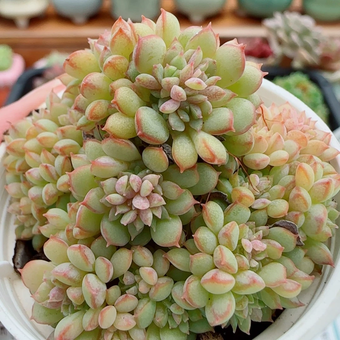花语逸镜1013-70甜茶