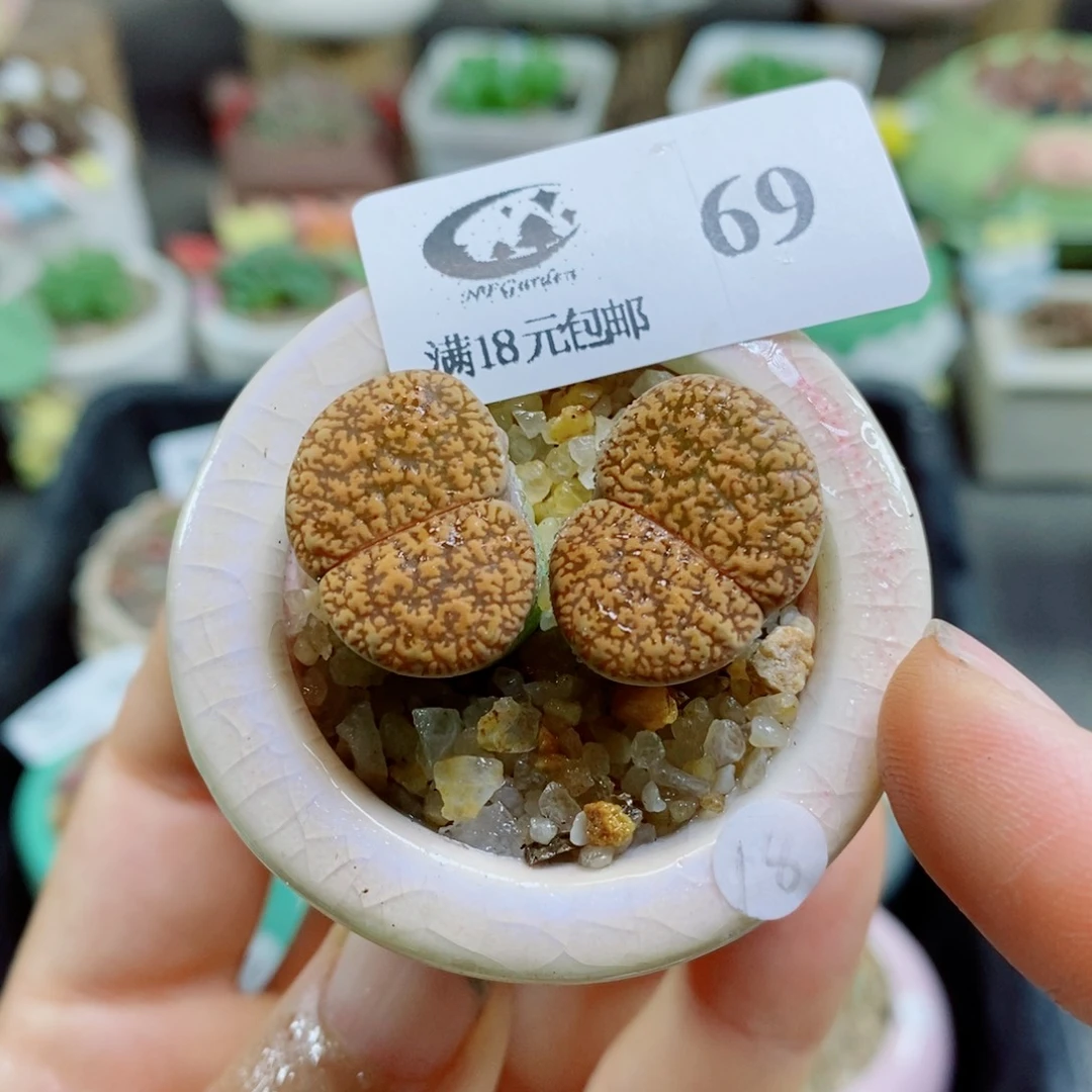 生石花花花花花花花花69