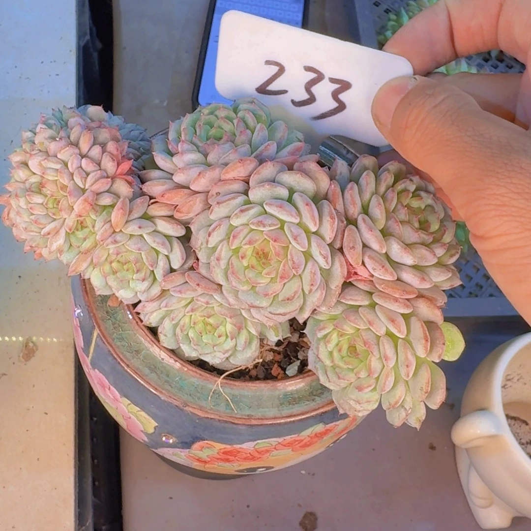 多肉植物的生长发育和