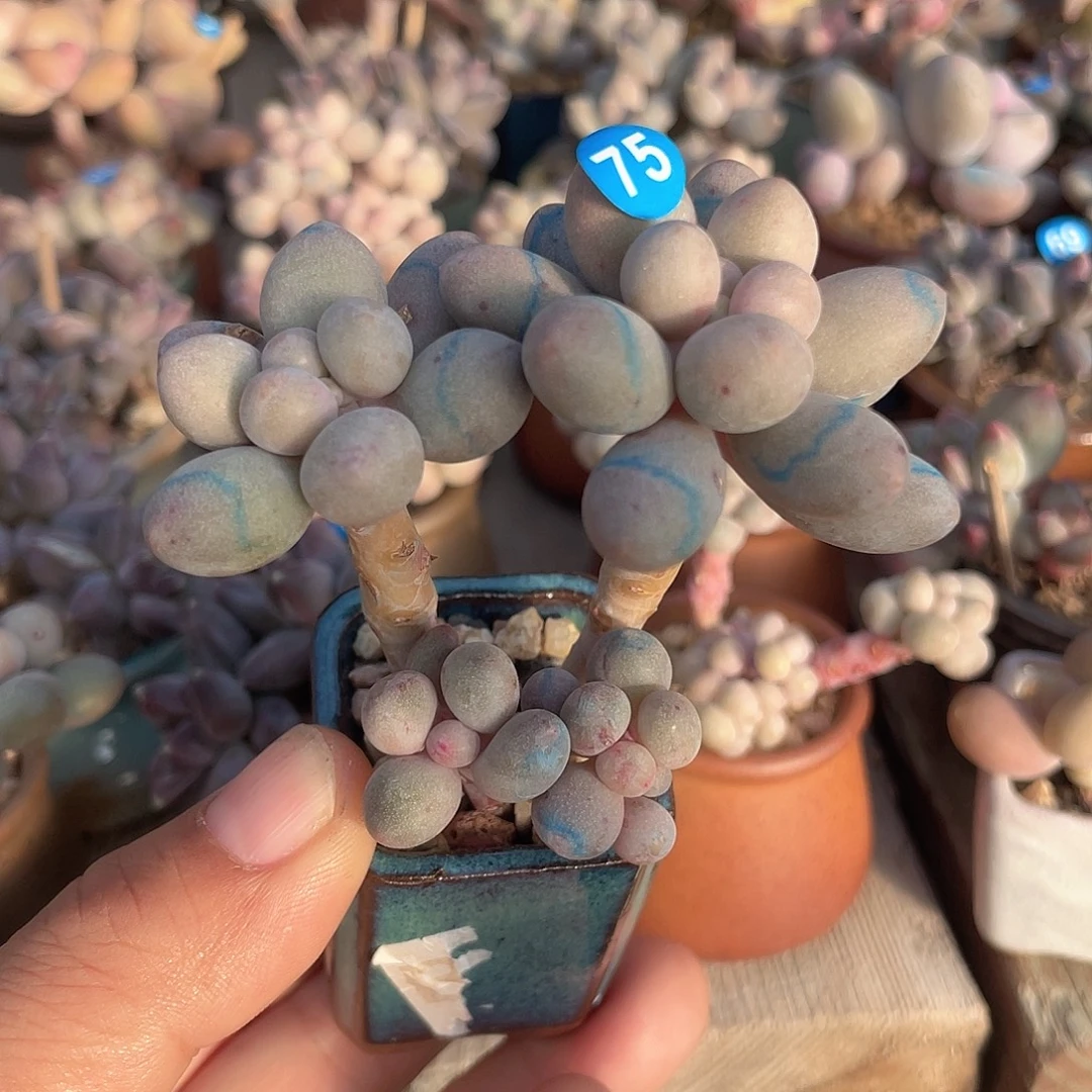 奶尖 脱土发货 7口盆