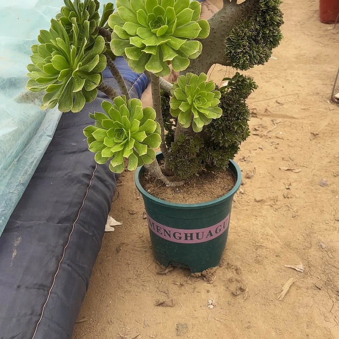 心**085原始绿缀多肉植物