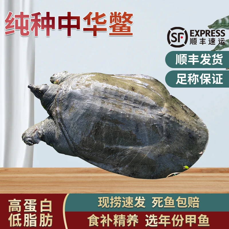 【尝鲜品】洞庭湖生态甲鱼 过年过节家宴 食材滋补佳品 汉寿甲鱼