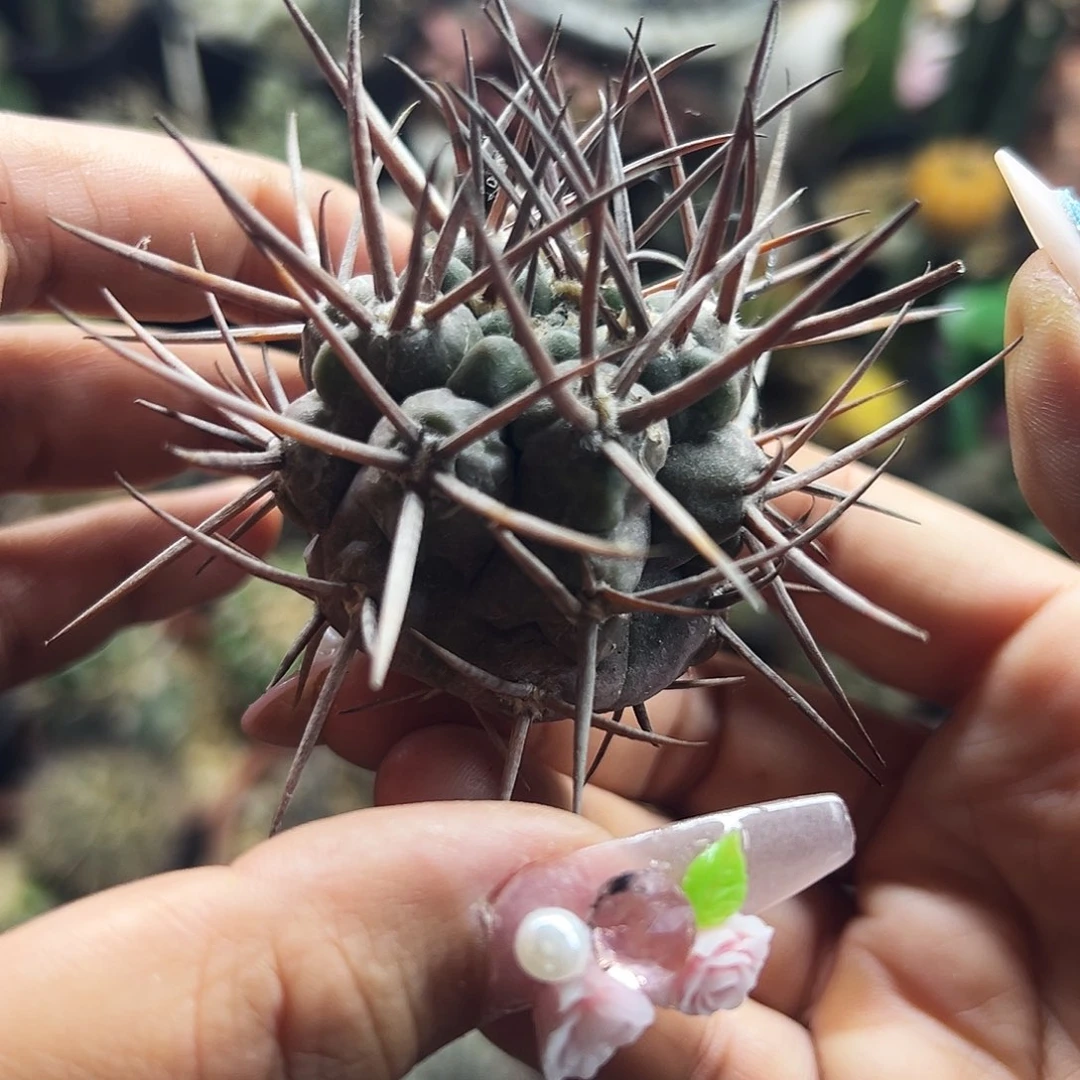 摩天龙仙人球66666666