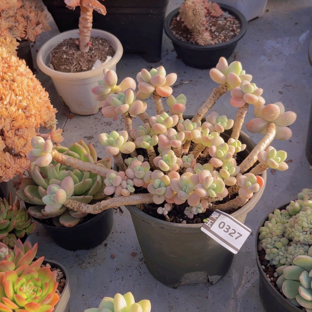 洛神多肉植物0327