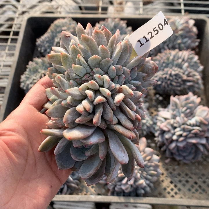 么****112504缀嗯嗯嗯嗯嗯嗯嗯好喜欢