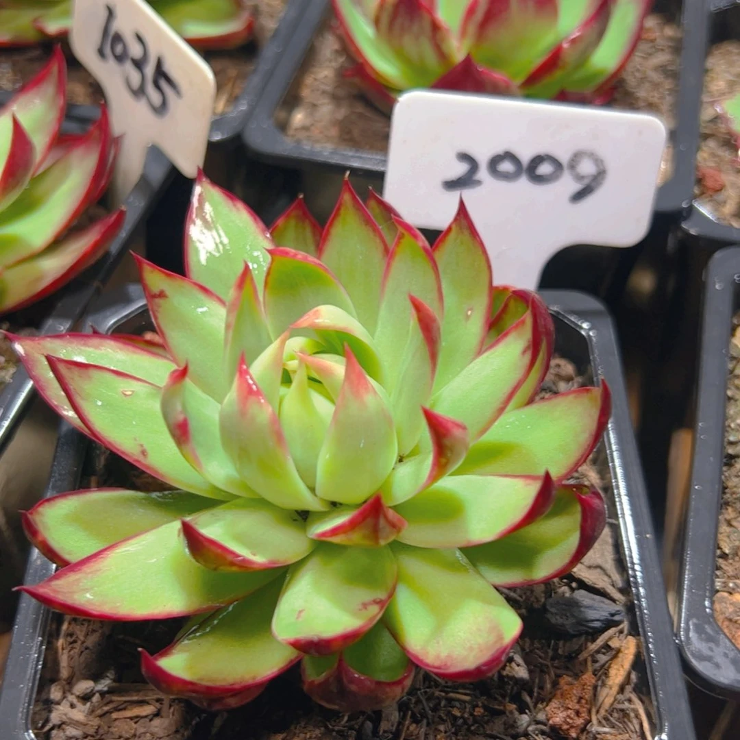 惊鸿仙子一物一拍2009号