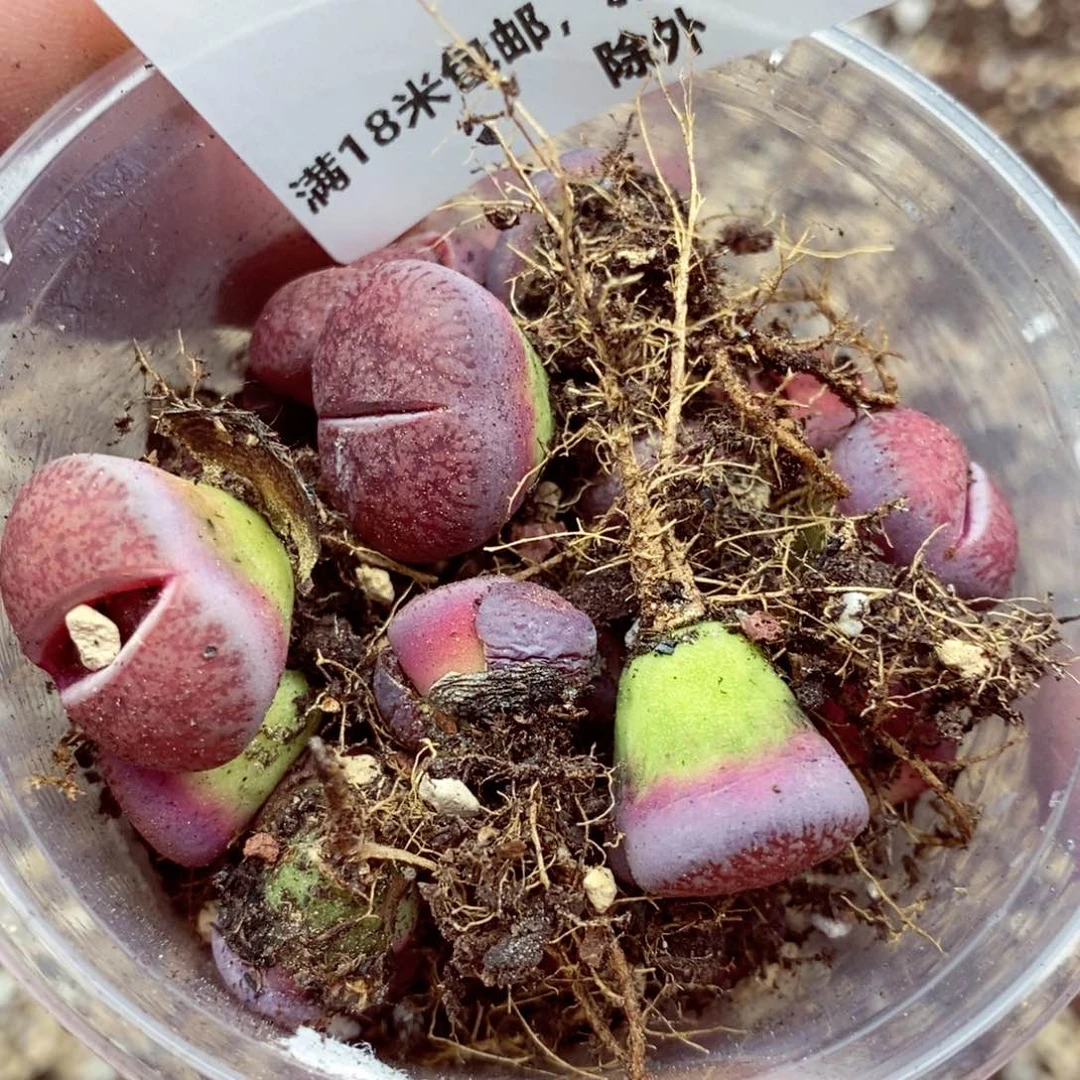 我的小姐姐们都是我512