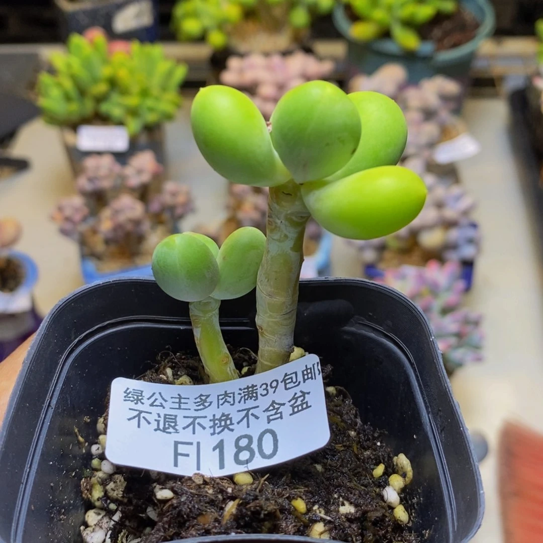180金蟾芒果奶多肉4cm