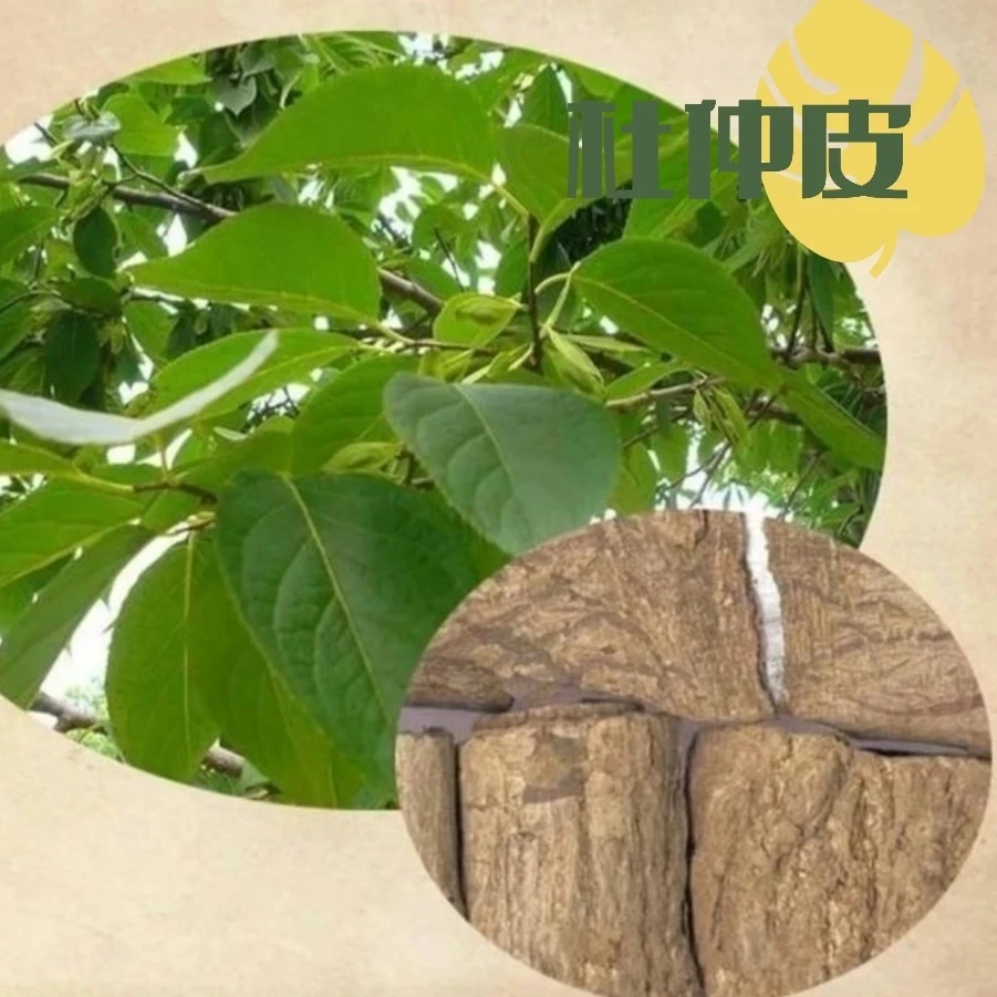 泡酋料,荰仲100g、骨碎补200g等