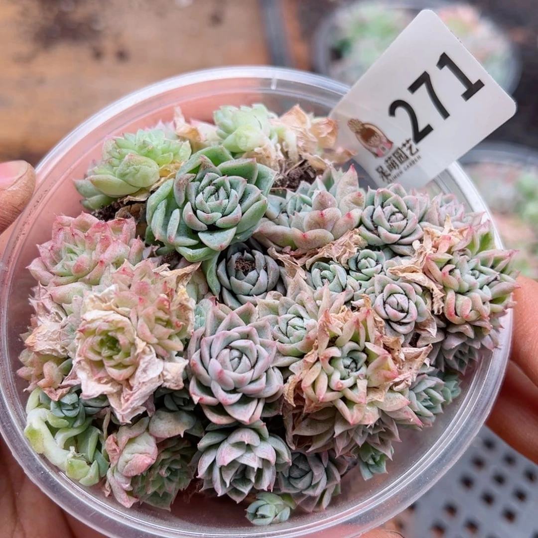 多肉植物多肉植物