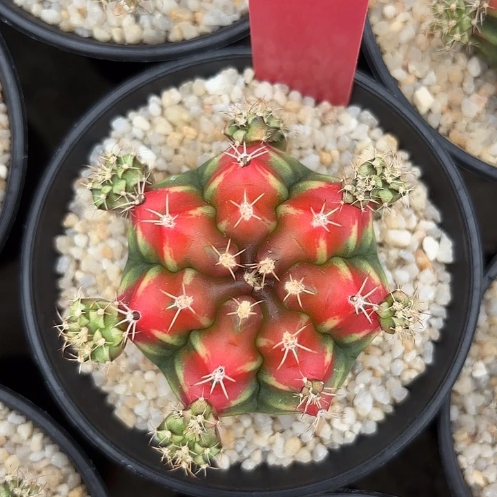 557-0708泰国发货