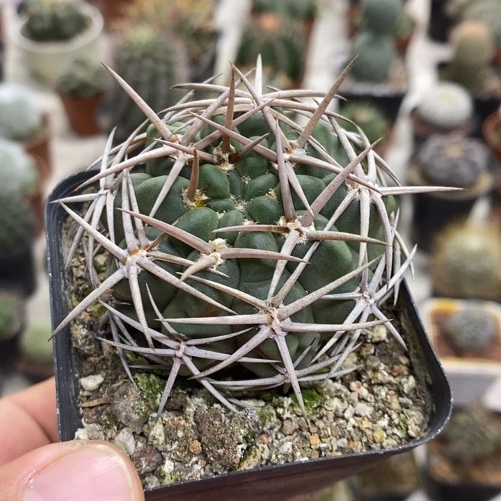 实生碧岩玉特价福利5