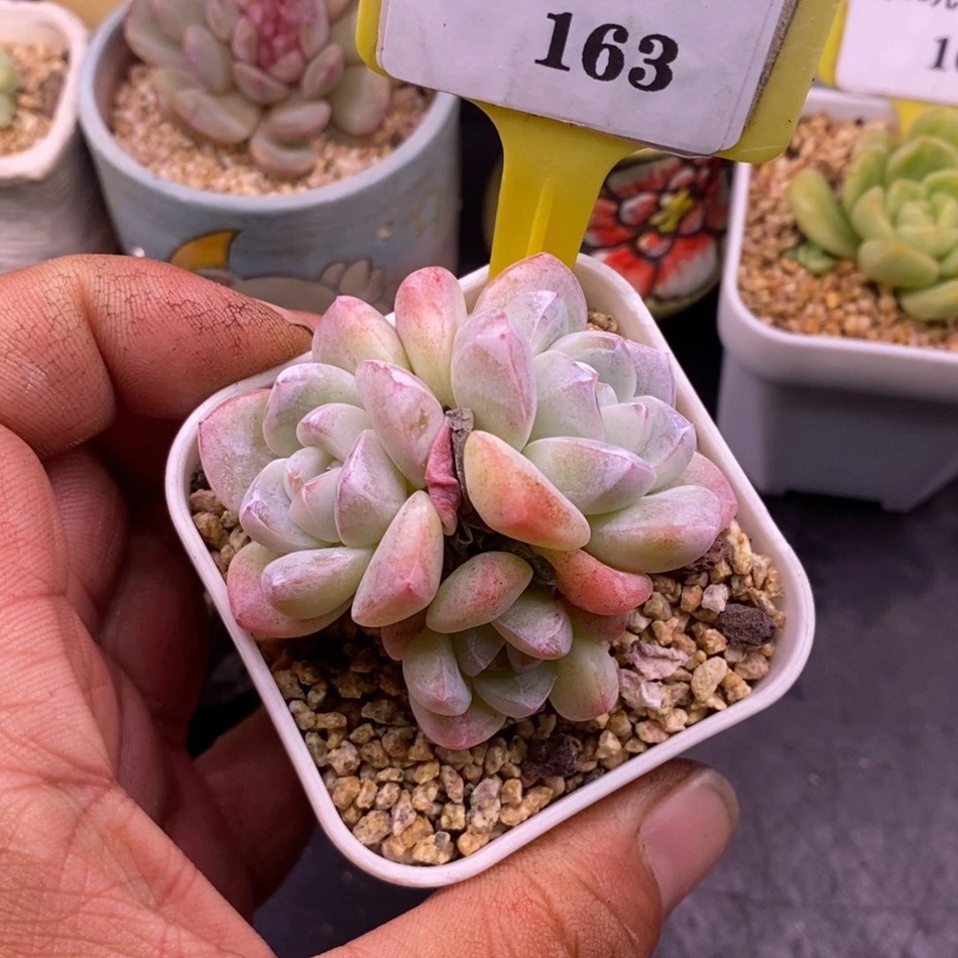 7163精控冰玉三头福利