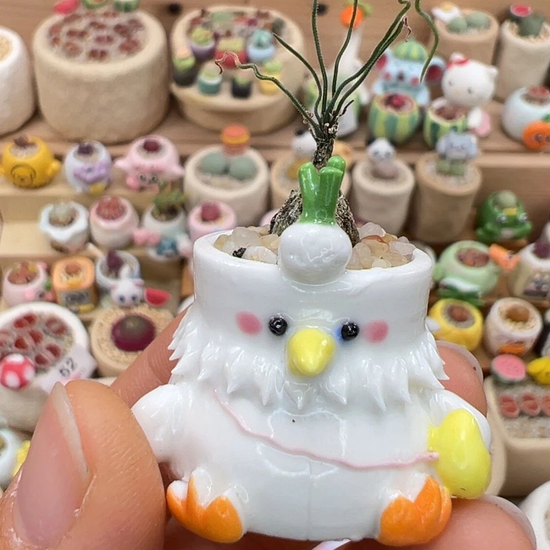 多肉植物66号海葱